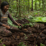 Sustainable Harvests - Kayapo Project